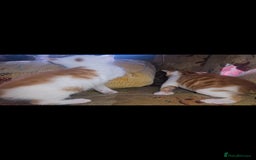 Mixed Breed cats for sale: kittens for sale  - Image 13