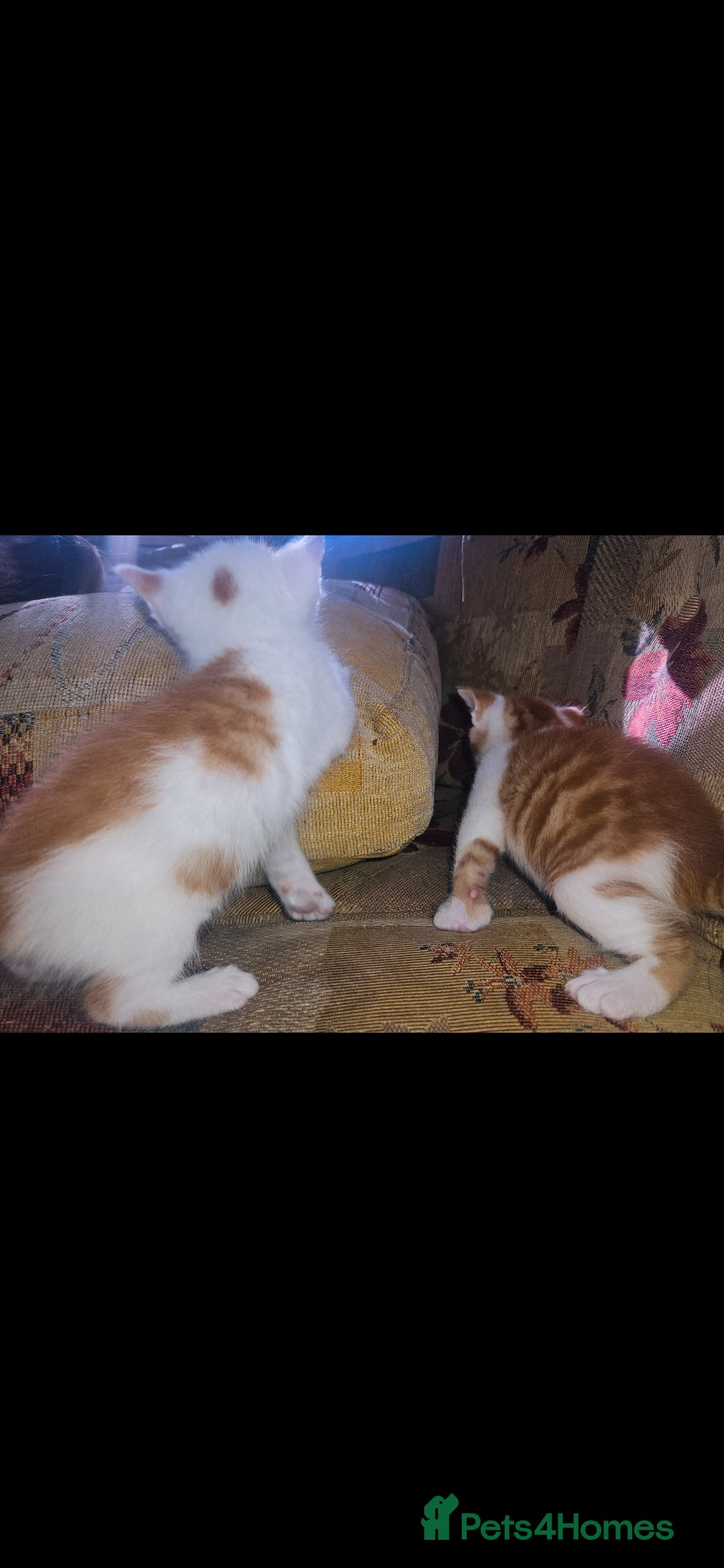 Mixed Breed cats for sale: kittens for sale  - Image 13