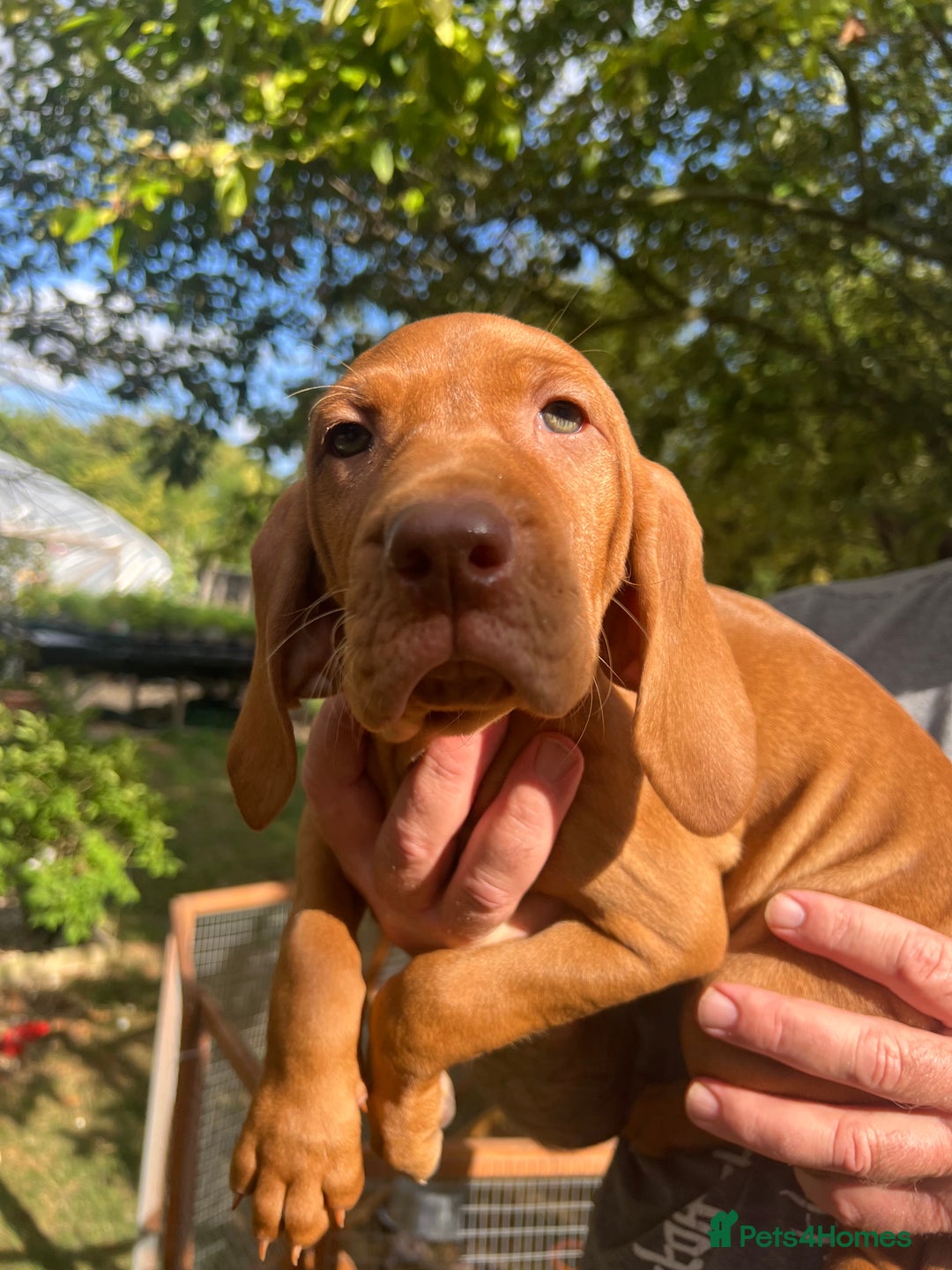 Hungarian Vizsla dogs for sale: Hungarian vizsla puppy - Image 5