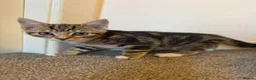 Mixed Breed cats for sale: Beautiful kittens ready now  - Advert 6