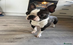 Boston Terrier dogs for stud: Wildax KC Boston terrier Stud - Image 2