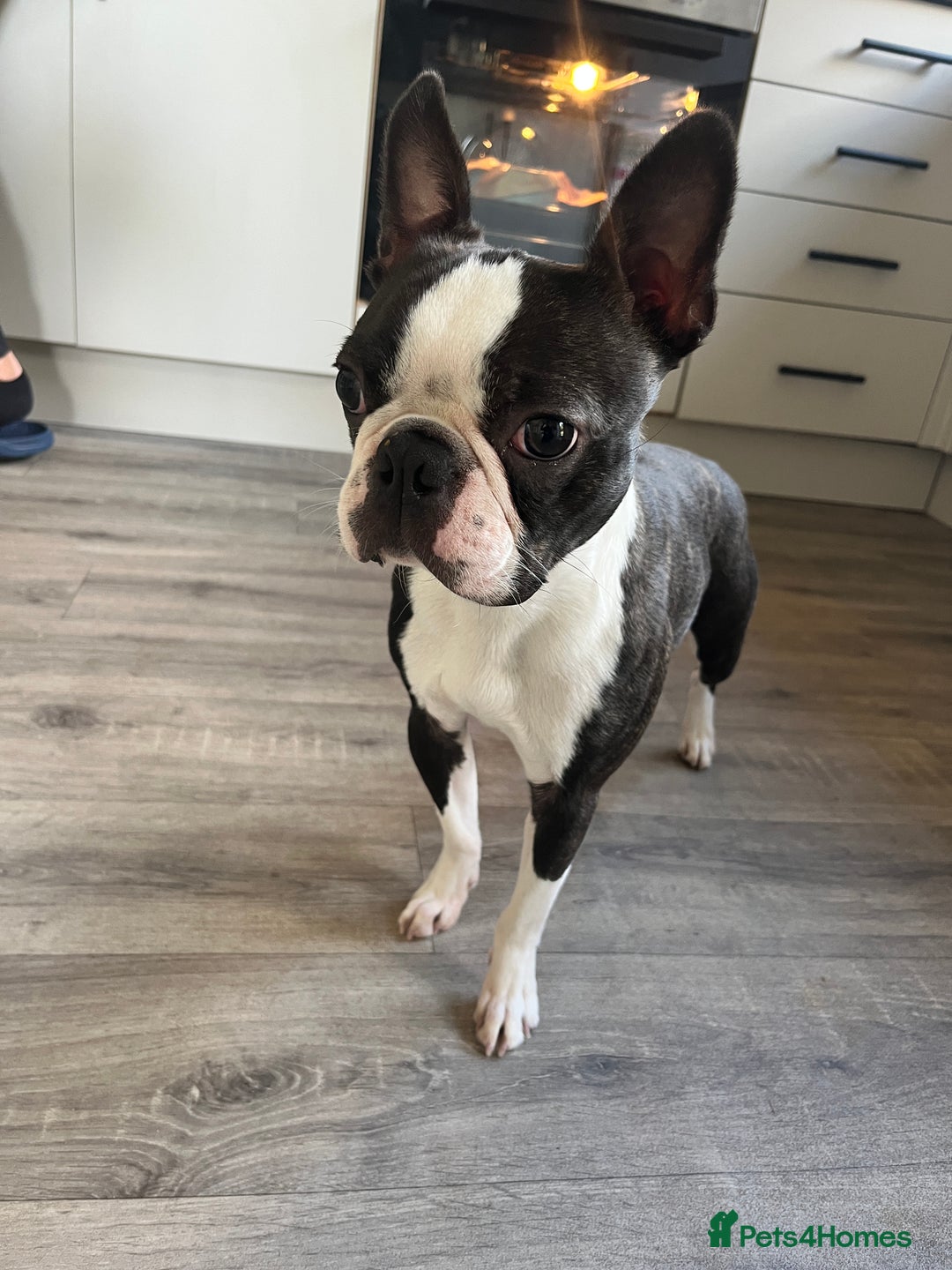 Boston Terrier dogs for stud: Wildax KC Boston terrier Stud - Image 2