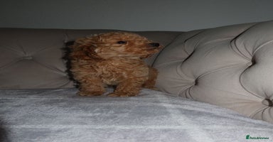 Toy Poodle dogs - Advert 5