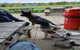 Fox Terrier dogs for adoption: Sweet Mizzo looking for LOVE - Image 31