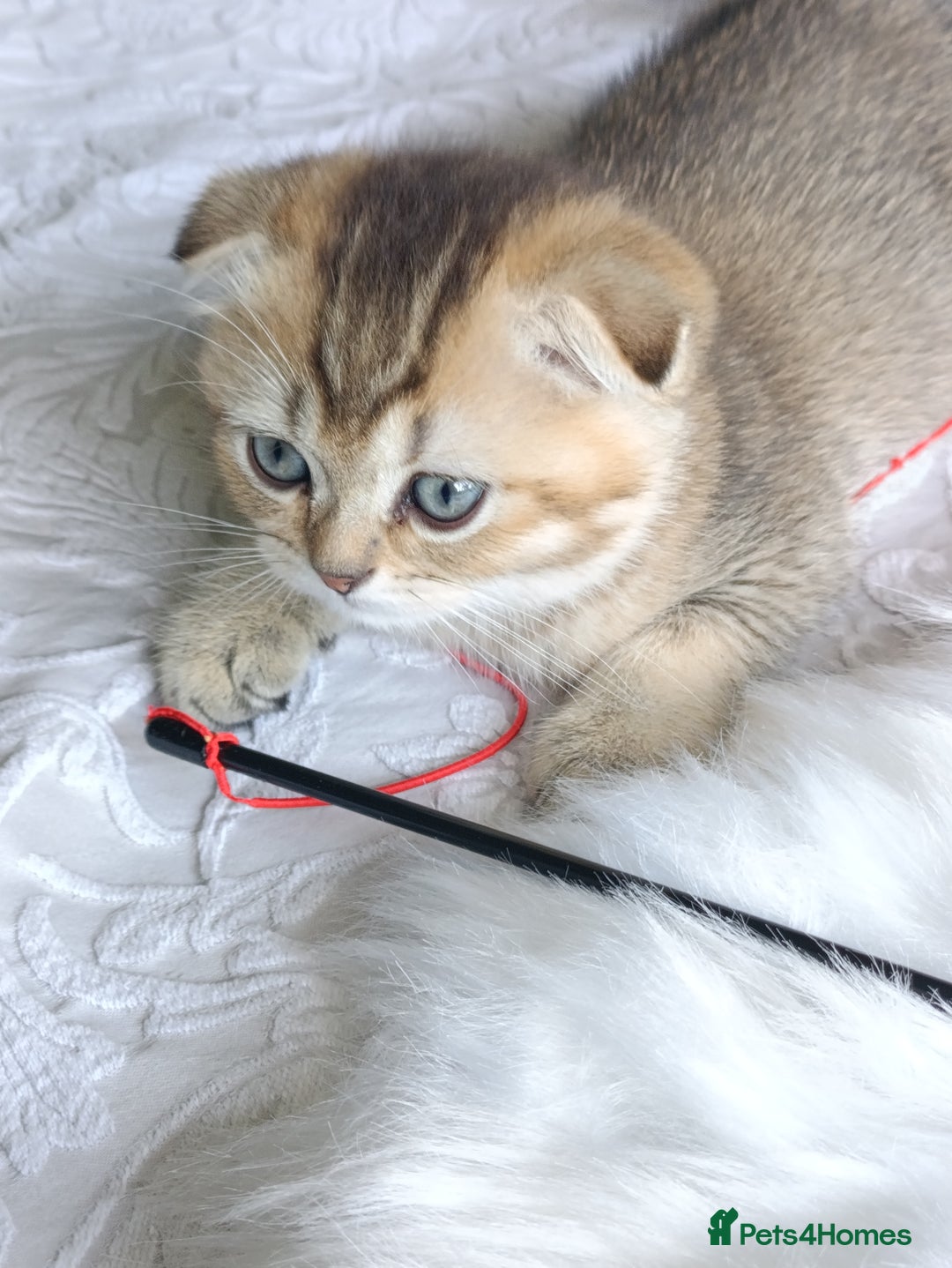 British Shorthair cats for sale: Scottish Fold and Straight kittens  - Image 18