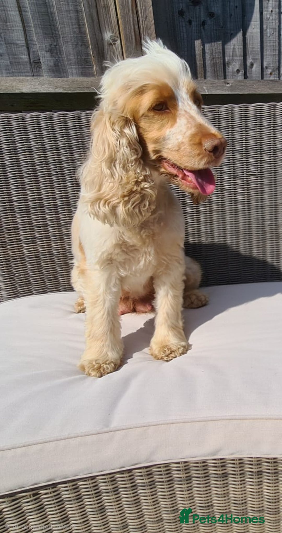 Cocker Spaniel dogs for sale: Beautiful Show Cocker Spaniel Males  - Advert 4