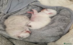 Ragdoll cats for sale: Ragdoll Kittens  - Image 1
