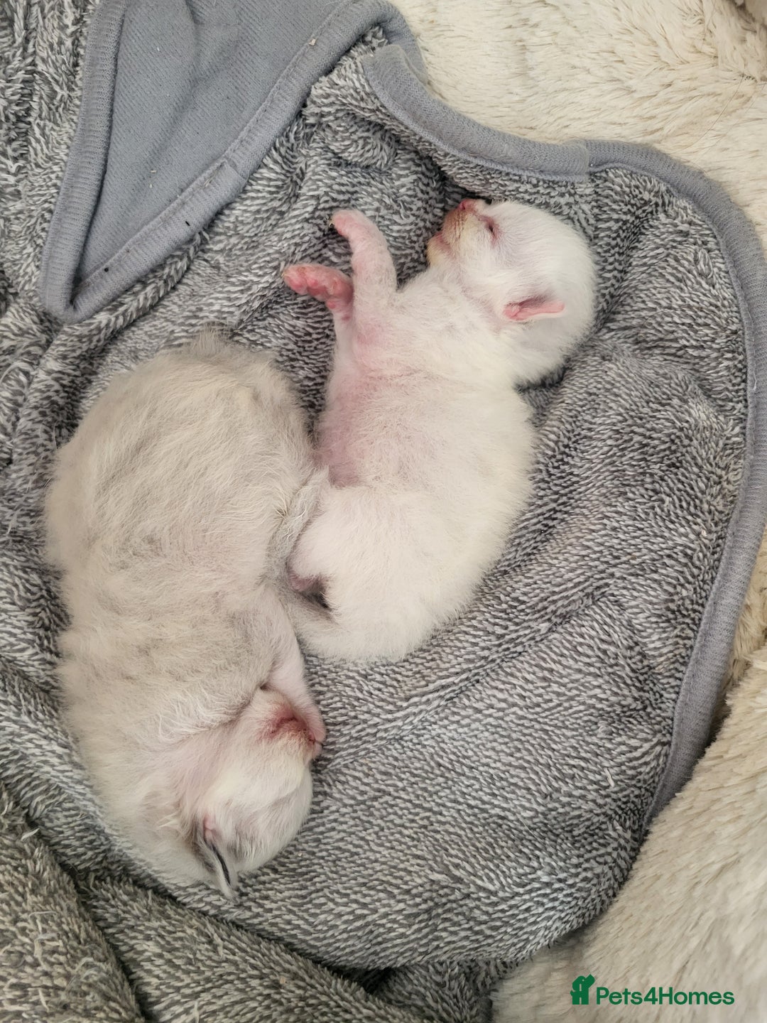 Ragdoll cats for sale: Ragdoll Kittens  - Image 1