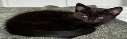 American Shorthair cats for sale: 2 Beautiful Mixed American Shorthair Kittens in Nottingham - Advert 2