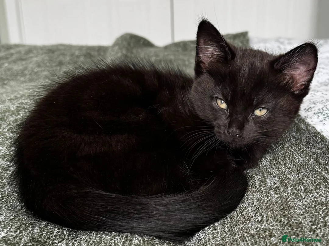 American Shorthair cats for sale: 2 Beautiful Mixed American Shorthair Kittens in Nottingham - Advert 2