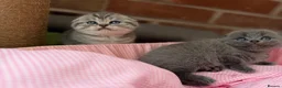 Scottish Fold cats for sale: 😊Tabby Scottish fold  - Advert 18