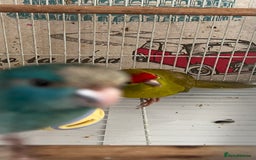 Parakeets birds for sale: Young female kakariki  - Advert 27