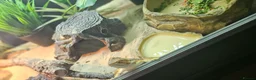 Bearded Dragon reptiles for sale: Bearded dragon & setup  - Advert 9