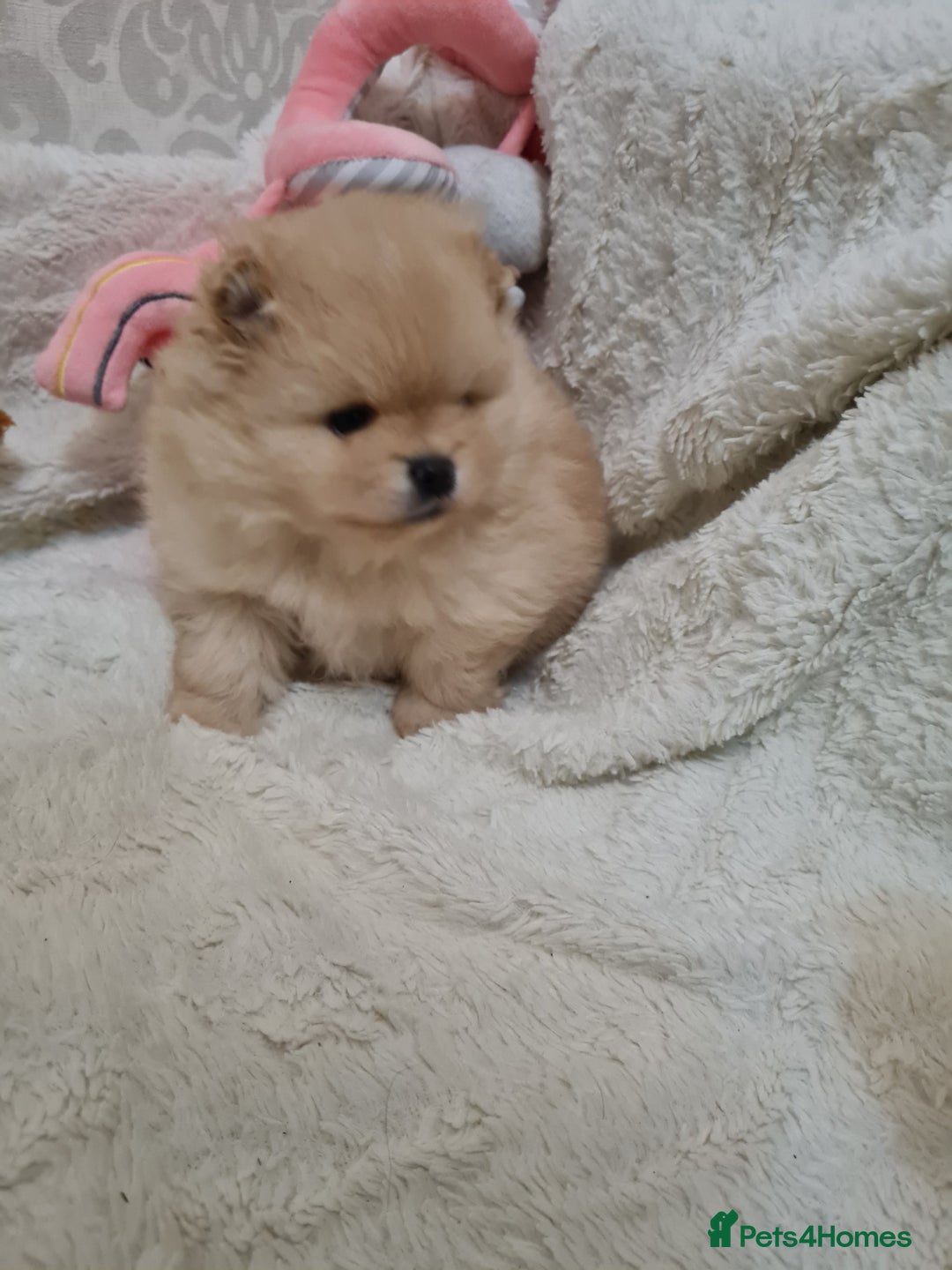 Pomeranian dogs for sale: Pomeranian Puppies  - Advert 3