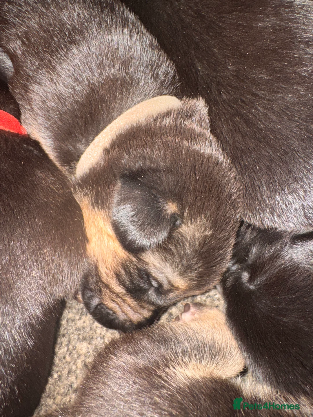 Mixed Breed dogs for sale: Staffy x belgian malinois  - Advert 10
