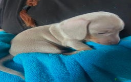 Miniature Dachshund dogs for sale: LOVELY MINIATURE DACHSHUND PUPPIES - Image 6