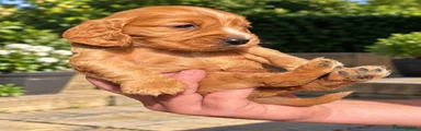 Cocker Spaniel 6