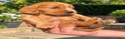 Cocker Spaniel dogs for sale: 💕 STUNNING SHOW TYPE COCKER SPANIEL PUPPS 💕 in Sevenoaks - Advert 2