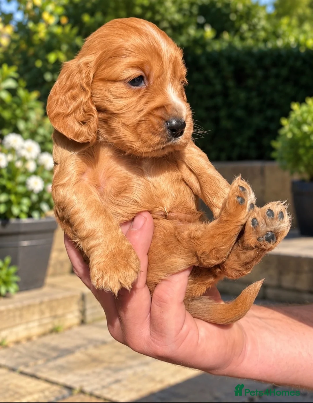 Cocker Spaniel dogs for sale: 💕 STUNNING SHOW TYPE COCKER SPANIEL PUPPS 💕 in Sevenoaks - Advert 2