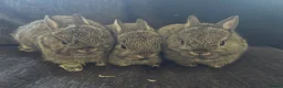Netherland Dwarf rabbits for sale: Neathland dwalf babies in Boston - Advert 2