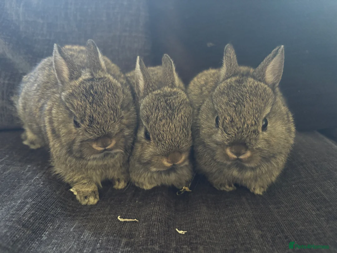 Netherland Dwarf rabbits for sale: Neathland dwalf babies in Boston - Advert 2