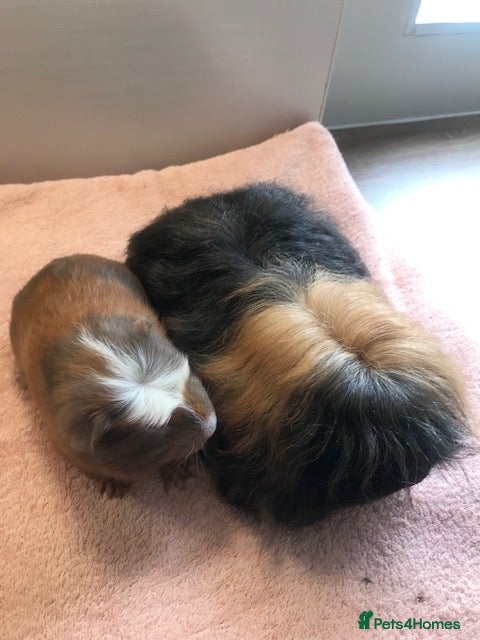 Guinea Pig rodents Merino with Half Merino Boar and Otter Boar  - Advert 18