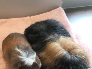 Guinea Pig rodents Merino with Half Merino Boar and Otter Boar - Advert 18