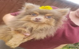 Pomeranian dogs for stud: Petite lilac and tan pomeranian for stud - Image 5