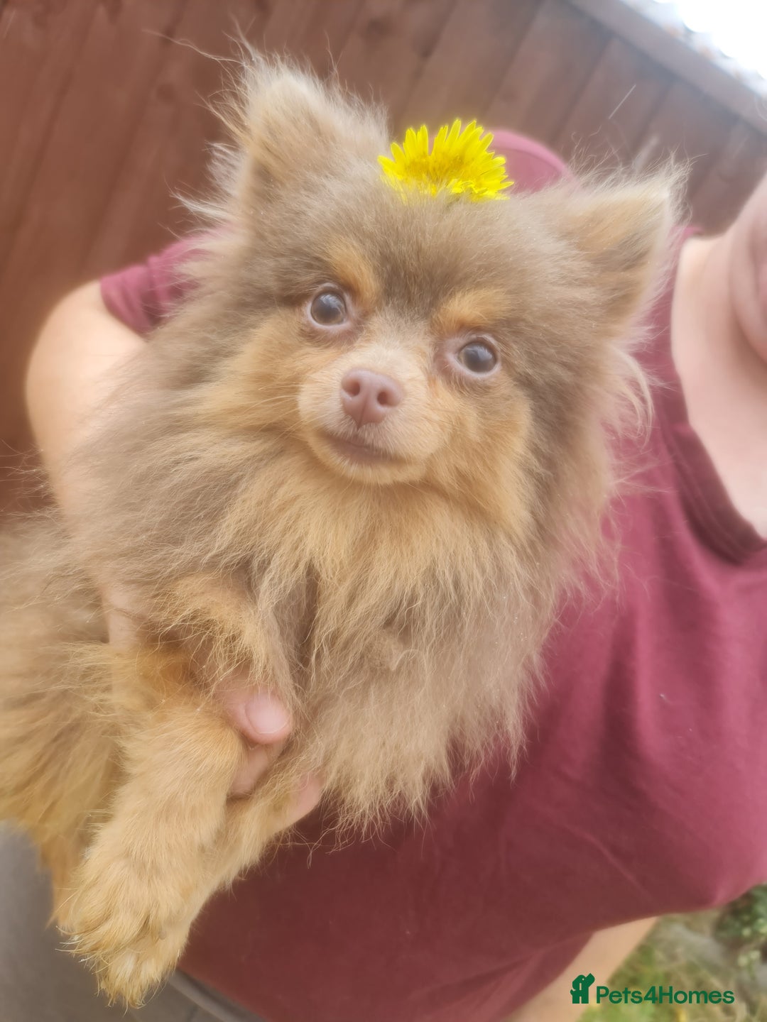 Pomeranian dogs for stud: Petite lilac and tan pomeranian for stud - Image 5