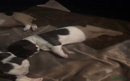 English Springer Spaniel dogs for sale: Beautiful springer spaniel girls  - Advert 3