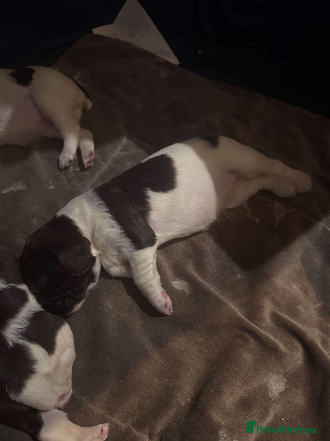 English Springer Spaniel dogs for sale: Beautiful springer spaniel girls  - Advert 3