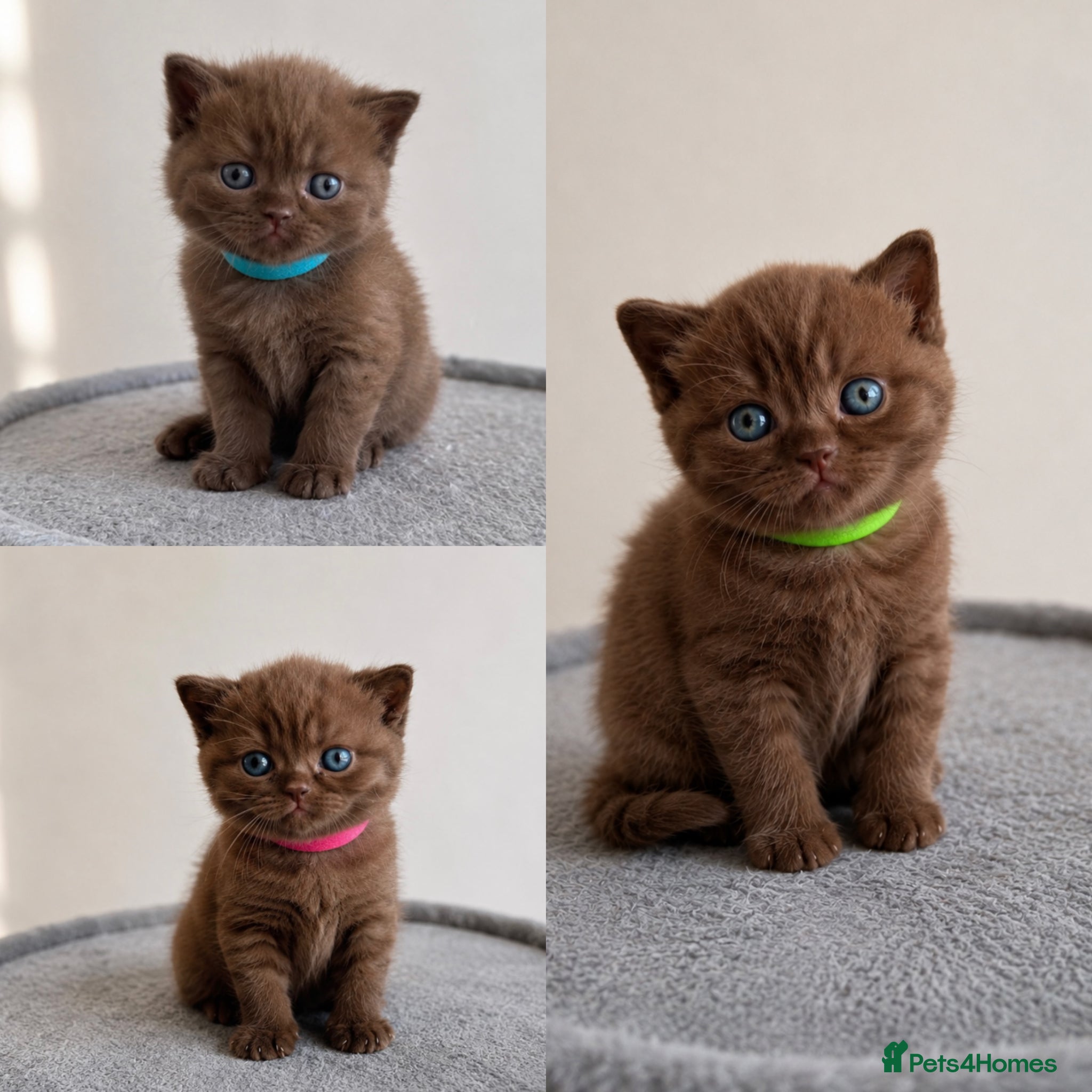 British Shorthair cats Luxury British Shorthair chocolate kittens 🤎✨ - Advert 1