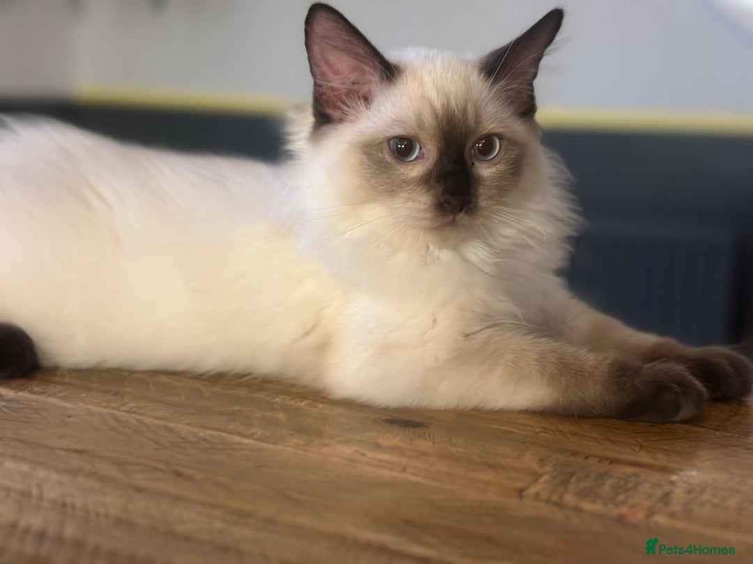 Ragdoll cats for sale: 💙 Seal Point Male - DNA Clear Parents - Image 4