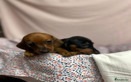 Dachshund dogs for sale: Gorgeous dachshund puppies  - Image 6