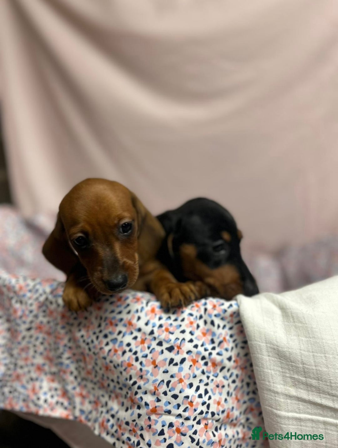 Dachshund dogs for sale: Gorgeous dachshund puppies  - Image 6