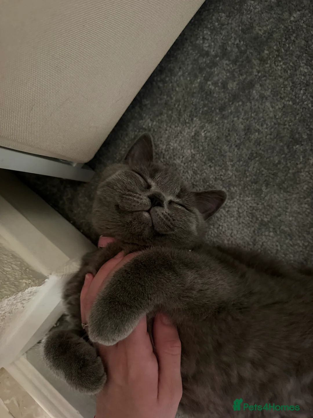 Scottish Fold cats for sale: British Shorthair for Sale  - Advert 2