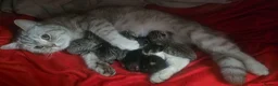 American Shorthair cats for sale: Mix breed american shorthair kittens in Kettering - Advert 5