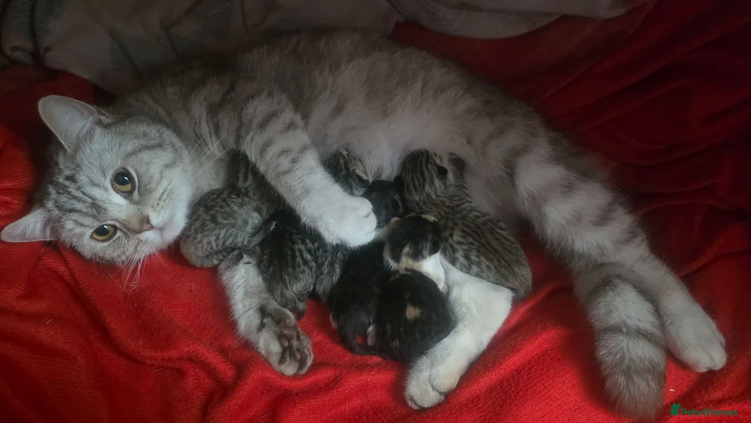 American Shorthair cats for sale: Mix breed american shorthair kittens in Kettering - Advert 5