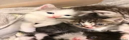 Perdoll cats for sale: Beautiful perdolls ready ❤️ (Reduced) 200 - Advert 8