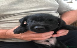 Mixed Breed dogs for sale: Patterdale Black puppies - Image 8