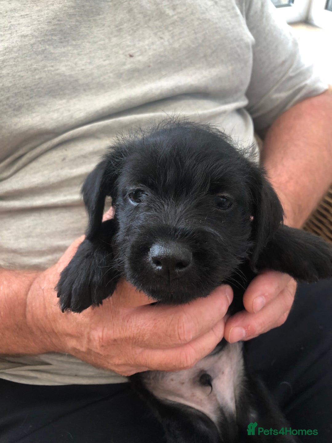 Mixed Breed dogs for sale: Patterdale Black puppies - Image 8
