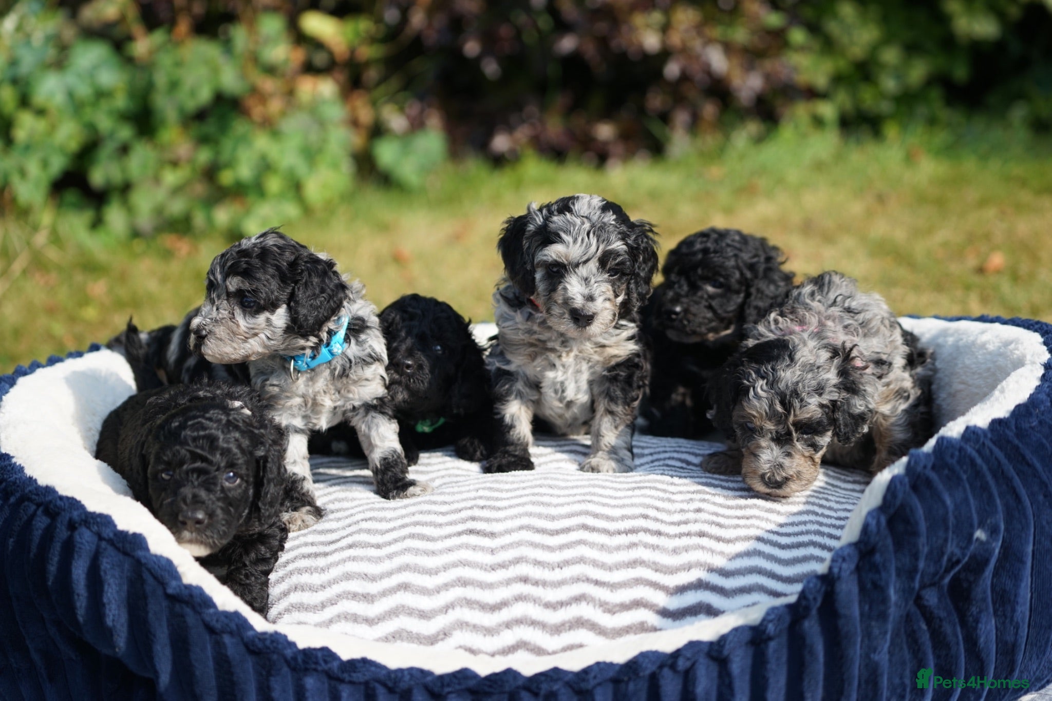 Cavapoo dogs Beautiful Merle & Black Cavapoo Puppies - Advert 2