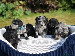 Cavapoo dogs Beautiful Merle & Black Cavapoo Puppies - Advert 1