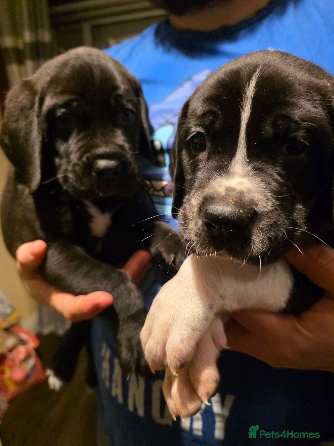 Mixed Breed dogs for sale: Beautiful saint dane puppies - Advert 5