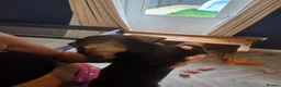 Dachshund dogs for sale: 3 dachshund puppies available  in Horley - Advert 13