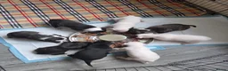 Staffordshire Bull Terrier dogs for sale: Staff puppies in Bristol - Advert 19