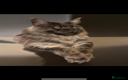 Maine Coon cats for sale: Beautiful Majestic Boy - Image 2