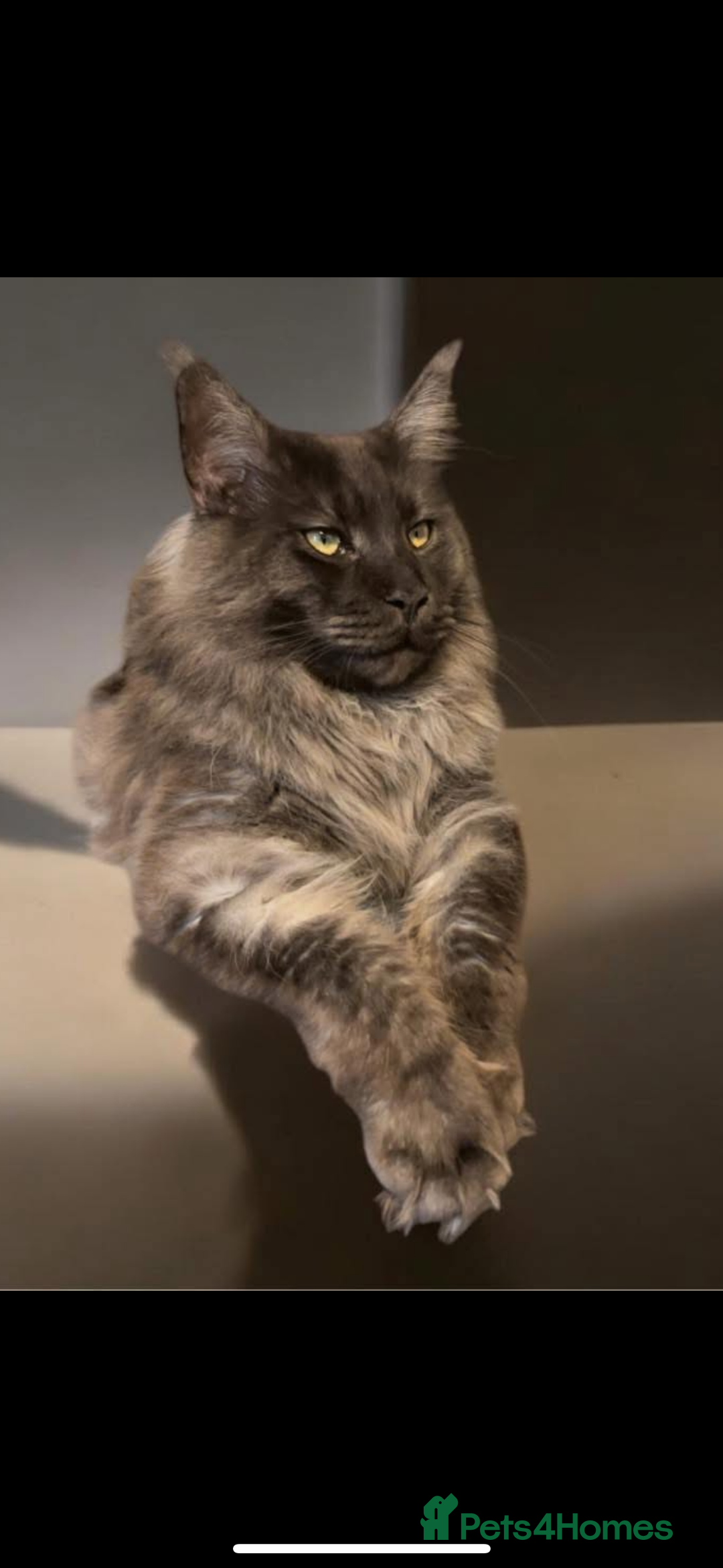 Maine Coon cats for sale: Beautiful Majestic Boy - Image 2