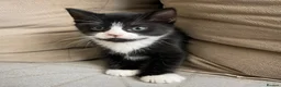 Mixed Breed cats for sale: Male kitten for sale 🩵🩵 - Advert 2