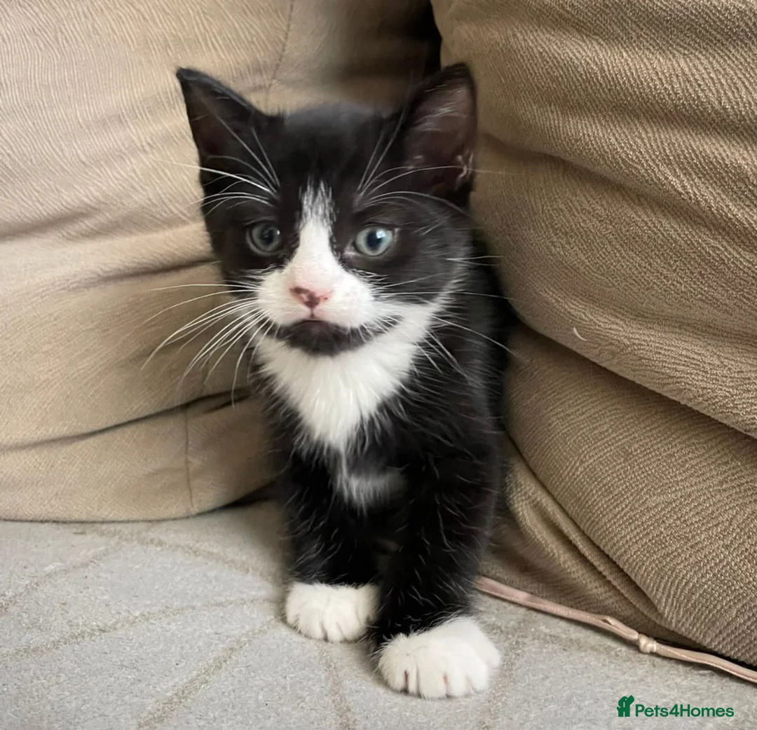 Mixed Breed cats for sale: Male kitten for sale 🩵🩵 - Advert 2